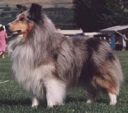 Blue Merle